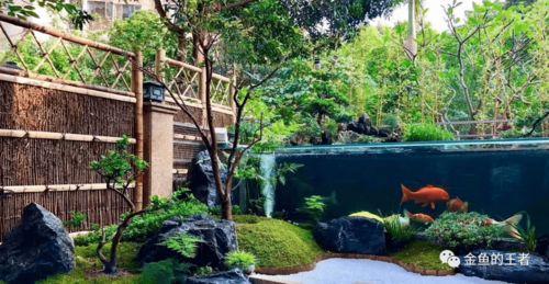 天津大盛潘六叔國(guó)壽精品錦鯉與專(zhuān)業(yè)魚(yú)糧 秋冬季養(yǎng)護(hù)指南